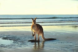 Einreiseinformationen und Wissenswertes zur Schwule Reise Australien Einreiseinformationen und Wissenswertes zur Schwule Reise Australien