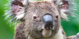 Australien