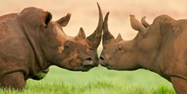 Afrika